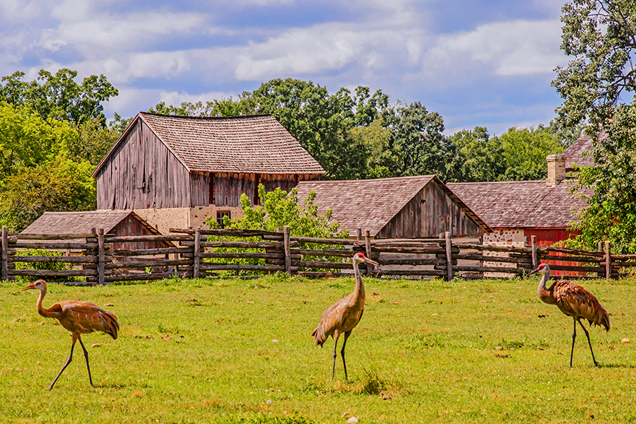 three cranes stand in a field in front of wooden buildings