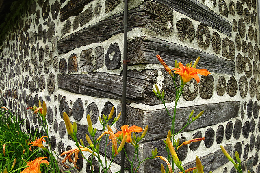 orange flowers growing on the corner of a building
