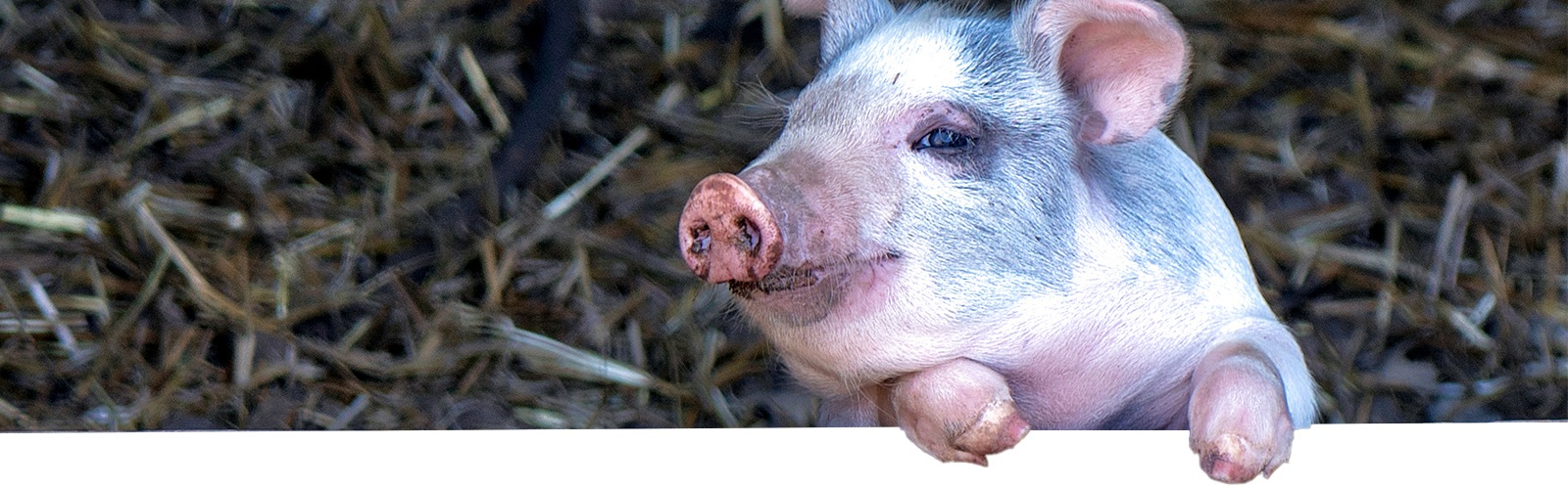 piglet on a ledge