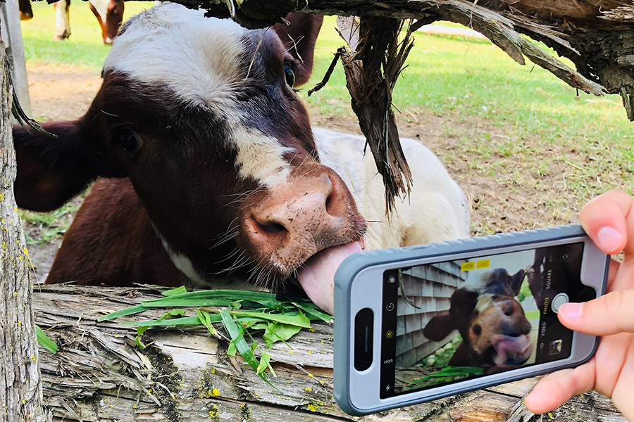 a photo of an iphone taking a picture of a cow with its tongue out
