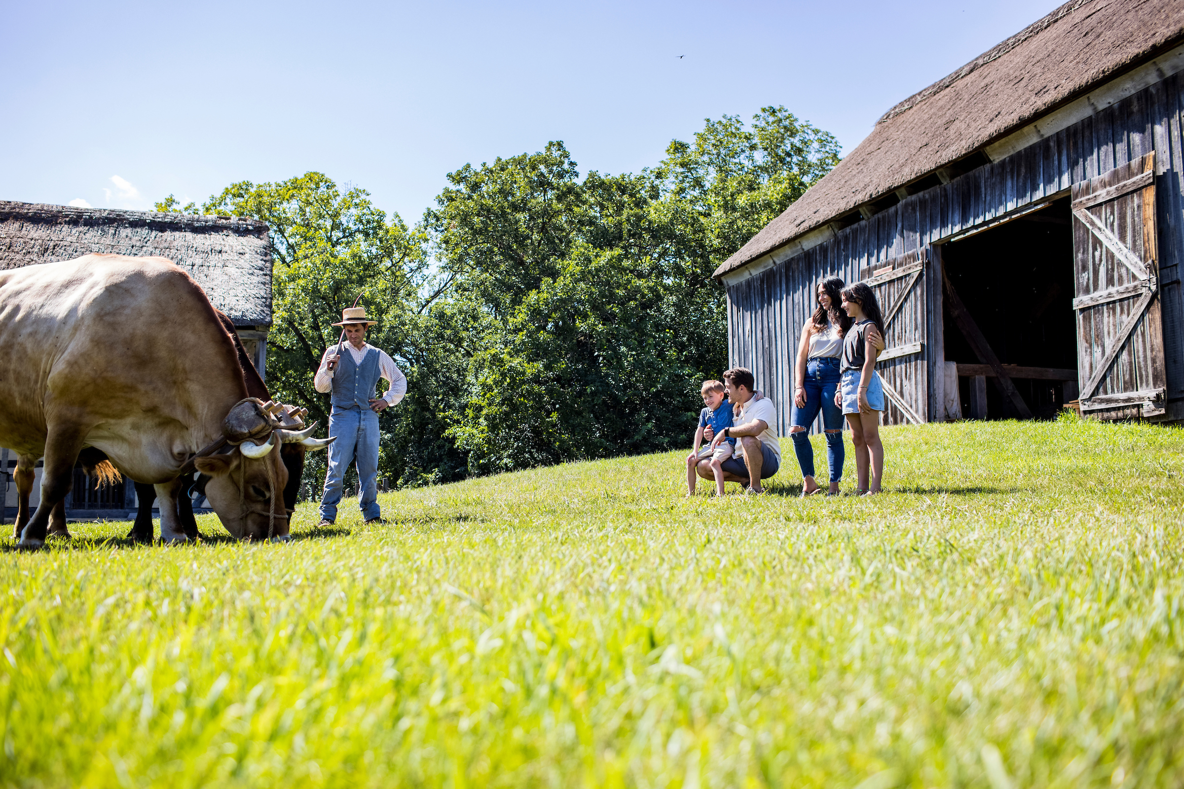 A man wearing period clothes including a black hat helps guide two long horned cattle attached to a plow harness to eat grass while a family looks on from in front of an open barn